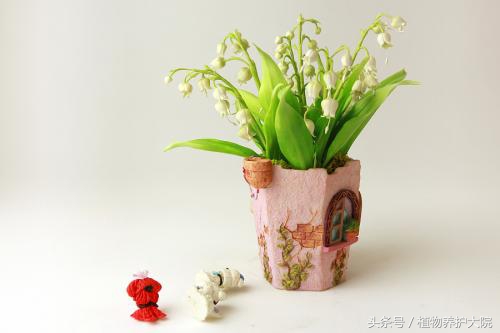 每日花语100句,每日花语夹竹桃