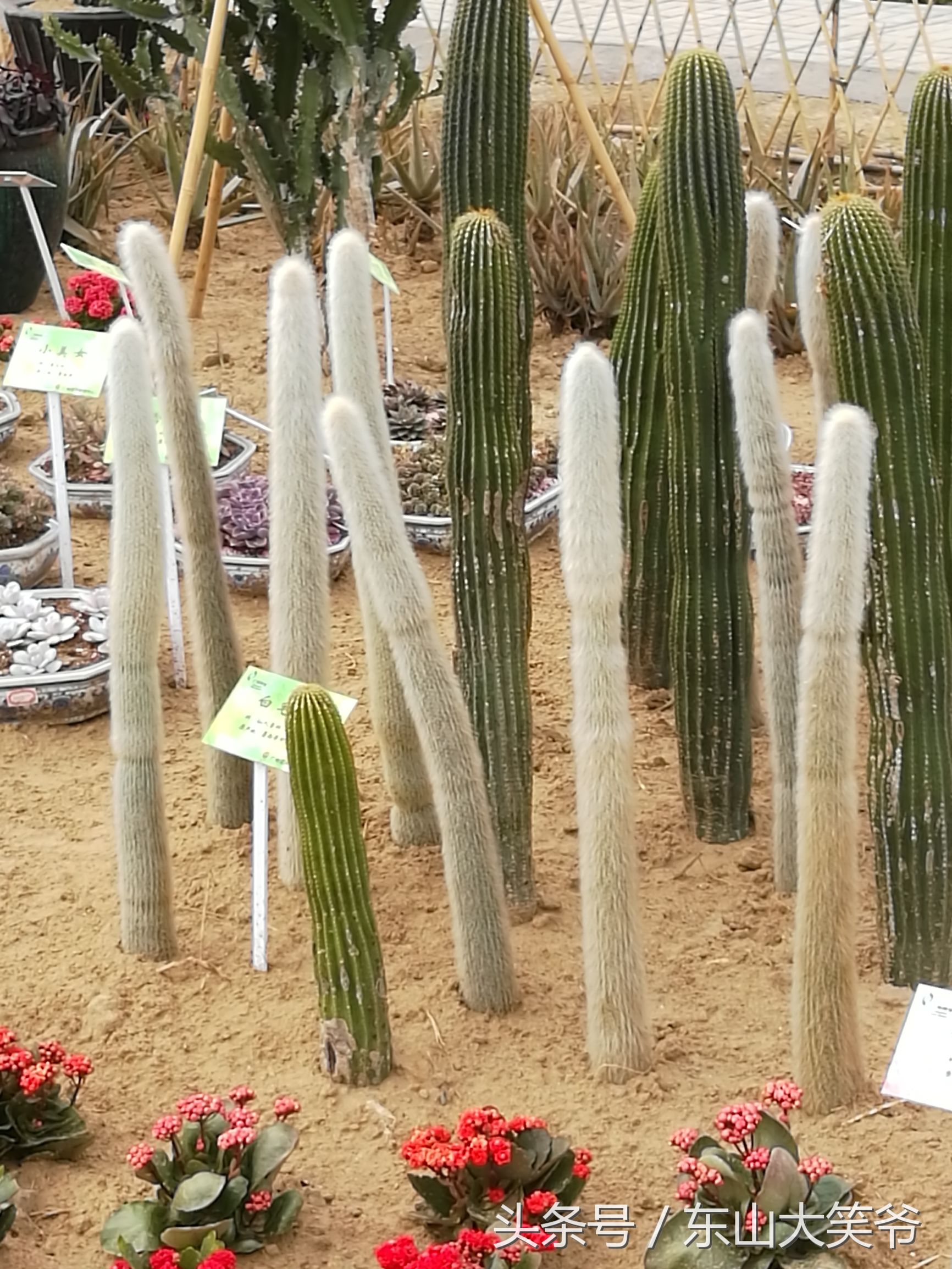 南沙东涌花海,南沙东涌镇风景绝美的地方