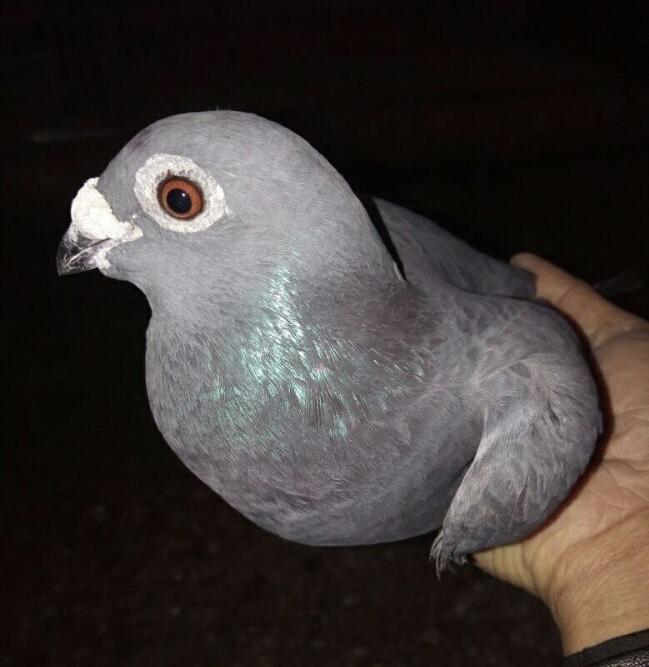 元宝鸽下蛋了没有保姆鸽怎么办,怎么能保证保姆鸽和种鸽同时下蛋