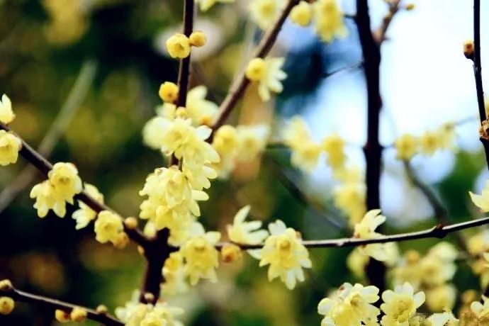 2018年浙江地方景点旅游日历大合集!含杭州,建德,温州,金华!