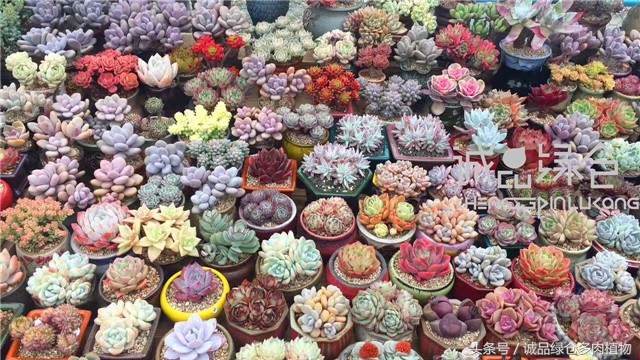 美爆了的韩国多肉植物大棚