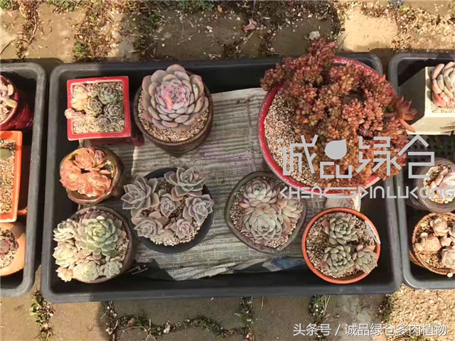 美爆了的韩国多肉植物大棚