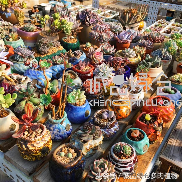 美爆了的韩国多肉植物大棚