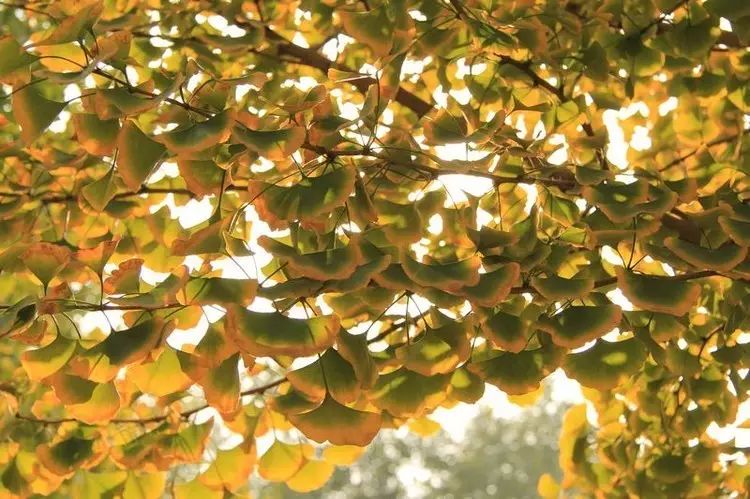 2018年浙江地方景点旅游日历大合集!含杭州,建德,温州,金华!