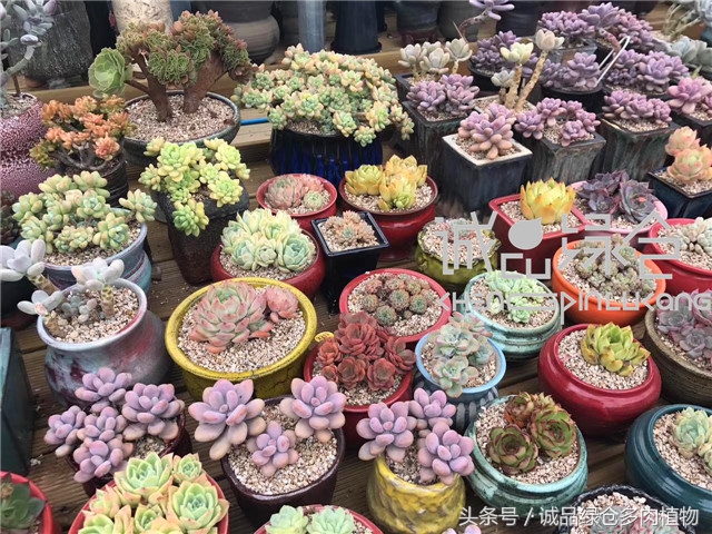 美爆了的韩国多肉植物大棚