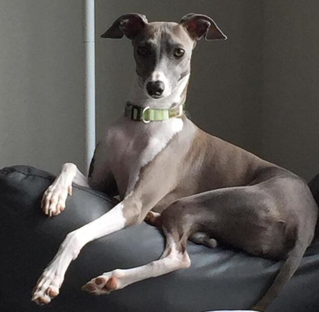 细狗和灵缇犬,灵缇犬和细狗哪个跑得快