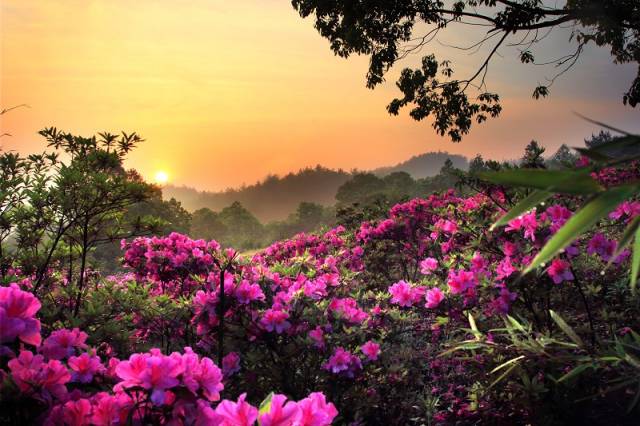 2018年浙江地方景点旅游日历大合集!含杭州,建德,温州,金华!