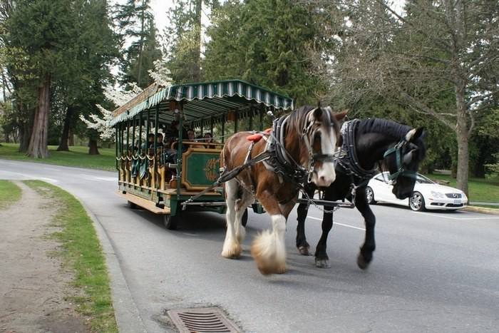加拿大温哥华维多利亚旅游,用一天时间爱上塞维利亚