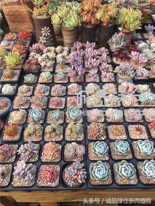 美爆了的韩国多肉植物大棚