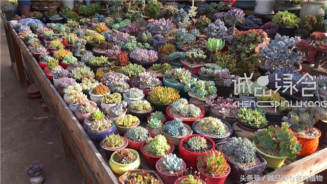美爆了的韩国多肉植物大棚