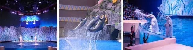 长隆国际海洋王国之旅,长隆企鹅海洋王国两天一夜攻略