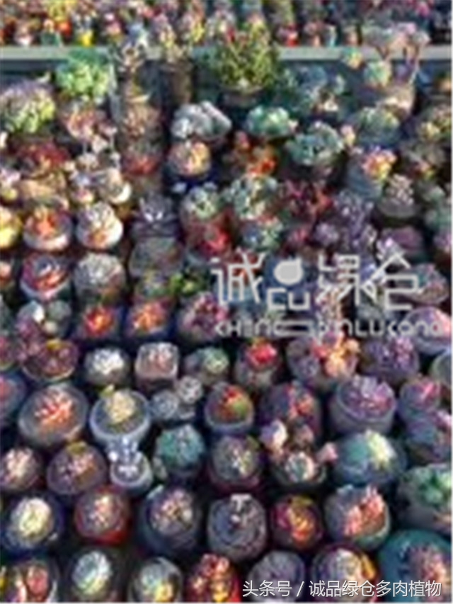 美爆了的韩国多肉植物大棚