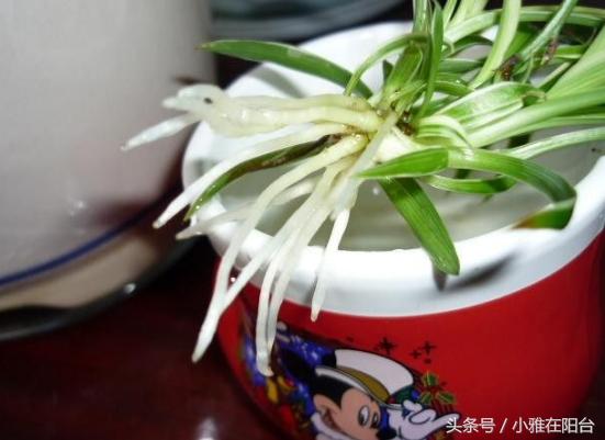 水培牡丹吊兰绿油油不黄叶,吊兰需要水培到长根后再栽土里吗