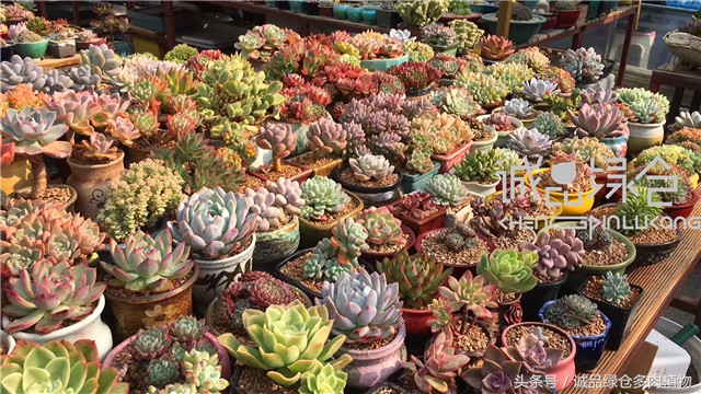 美爆了的韩国多肉植物大棚