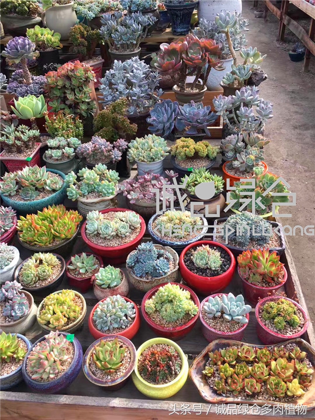 美爆了的韩国多肉植物大棚