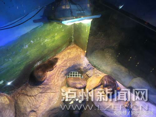 吹空调、烤浴霸、睡加热垫、置恒温机泸州动物过冬享受VIP待遇