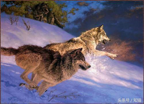 给狗狗喂狗粮它不吃怎么办,给狗狗喂食的时候