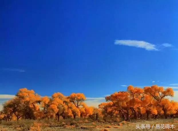 凉州词王之涣台词,王之涣凉州词简介