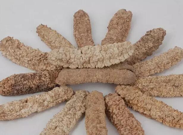 海参也有很多种,全世界所有可以吃的海参