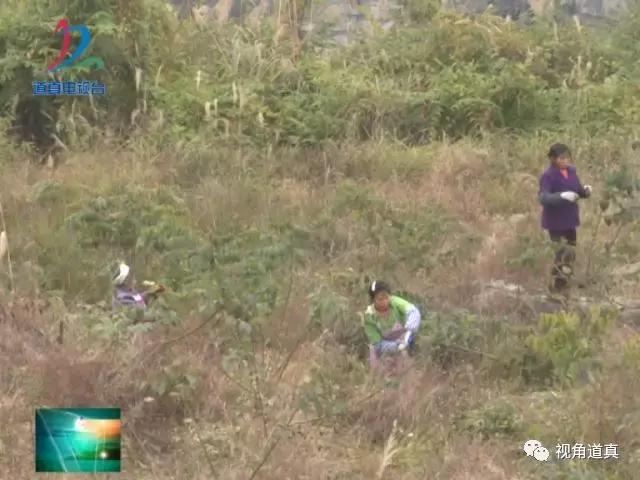 周口龙口池村新气象,努力实现产业兴乡村美村民富