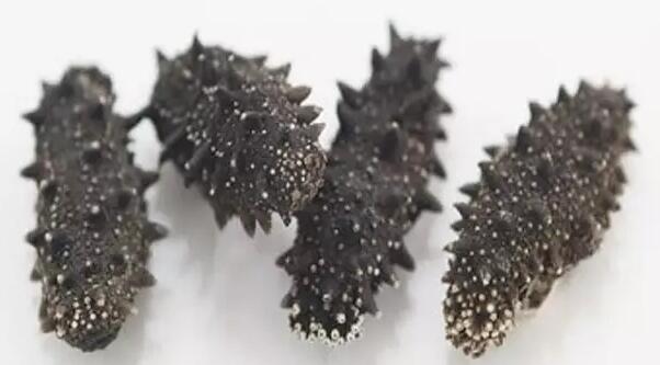 海参有上千种都是一样的吗,全世界海参有多少品种