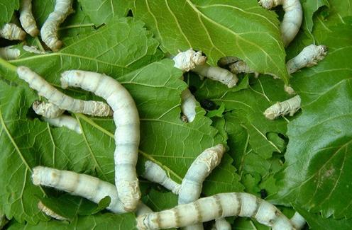 蚕丝被保暖的原因,蚕丝被冬天会涨价吗