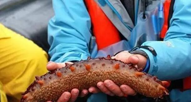 带您了解世界海参,你知道全球有多少种鲨鱼吗