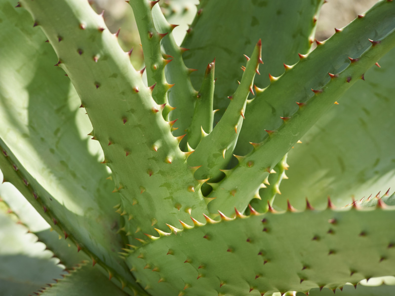 温和安全的祛痘产品有哪些,祛痘化妆品哪种好点用得快