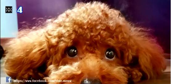 博美十大最适合懒人养的狗排名,十大蠢狗排名博美犬