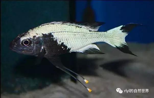 「鱼标本戏说非洲慈鲷」第一章：羽鳍类永恒的经典——蓝提