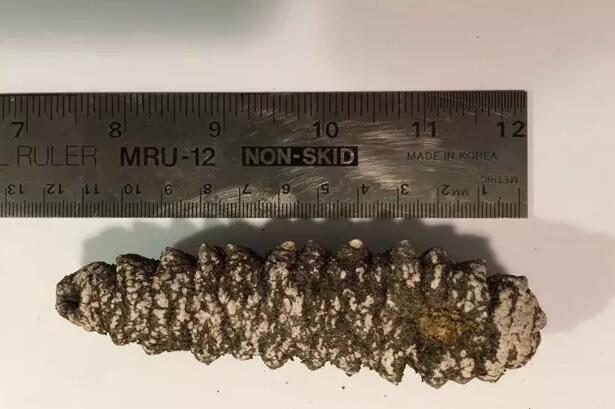 海参也有很多种,全世界所有可以吃的海参