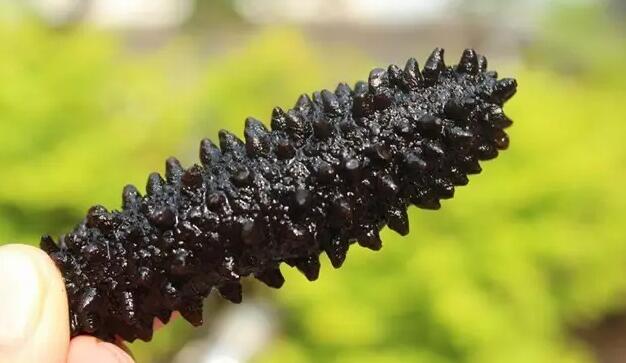 海参有上千种都是一样的吗,全世界海参有多少品种