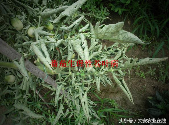 番茄叶面卷曲是什么原因,番茄新叶向下卷曲皱缩