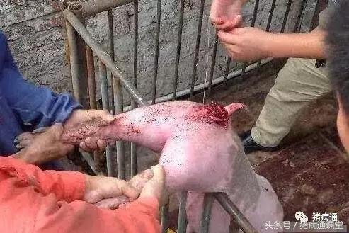 不要小瞧这*猪种**病，严重了也会死猪