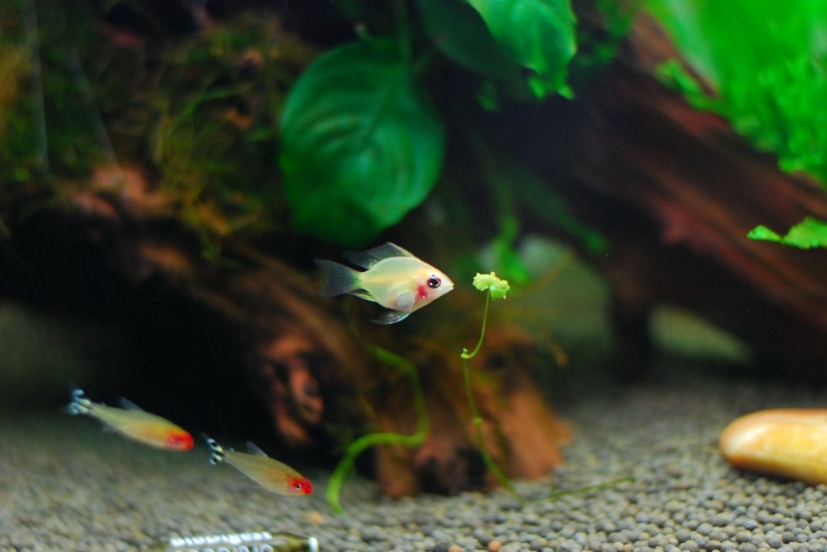 原来金波子才是最受欢迎观的赏鱼，看到红脸蛋就想马上养几条