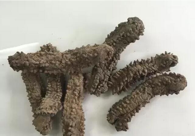 带您了解世界海参,你知道全球有多少种鲨鱼吗