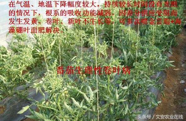 番茄叶面卷曲是什么原因,番茄新叶向下卷曲皱缩