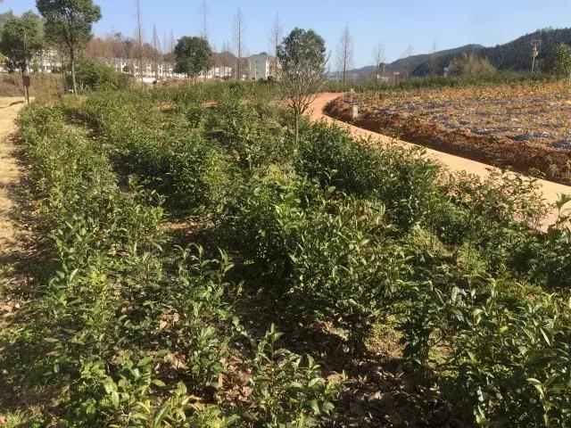 祁红产业文化博览园景区,祥源祁红产业文化博览园优惠