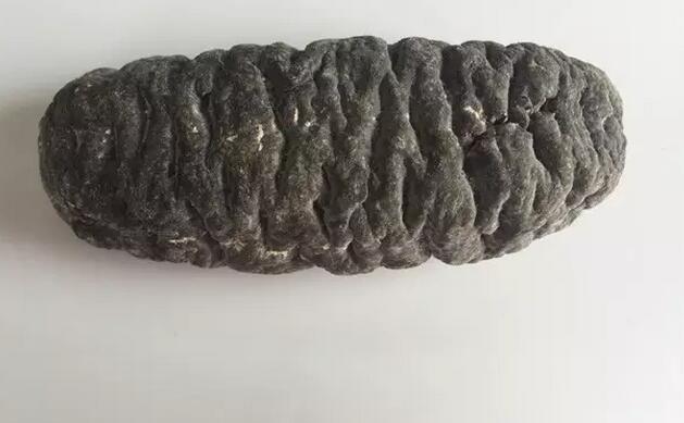 海参也有很多种,全世界所有可以吃的海参