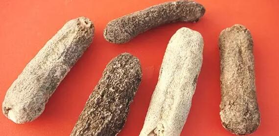 海参也有很多种,全世界所有可以吃的海参