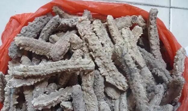 海参也有很多种,全世界所有可以吃的海参