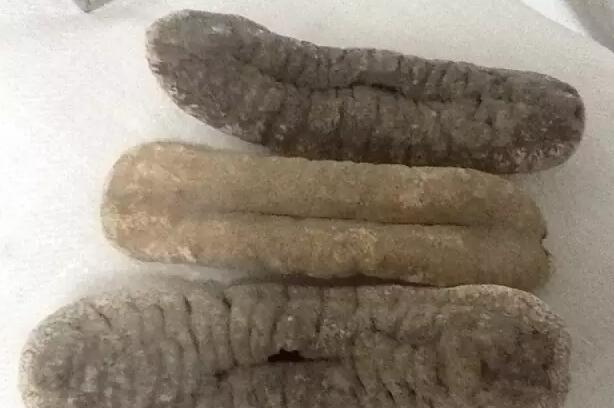 海参也有很多种,全世界所有可以吃的海参