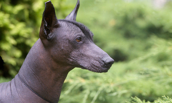 墨西哥无毛犬的寓意,墨西哥无毛犬是埃及的神吗