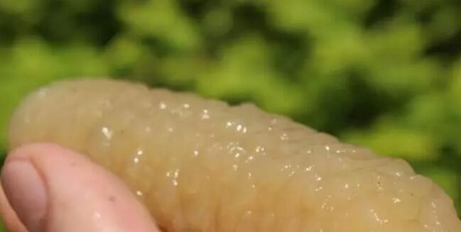 海参也有很多种,全世界所有可以吃的海参