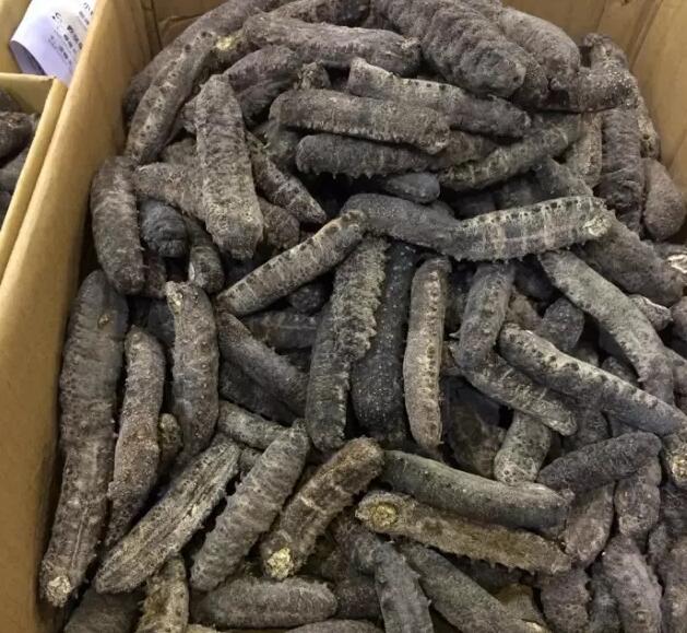 海参有上千种都是一样的吗,全世界海参有多少品种