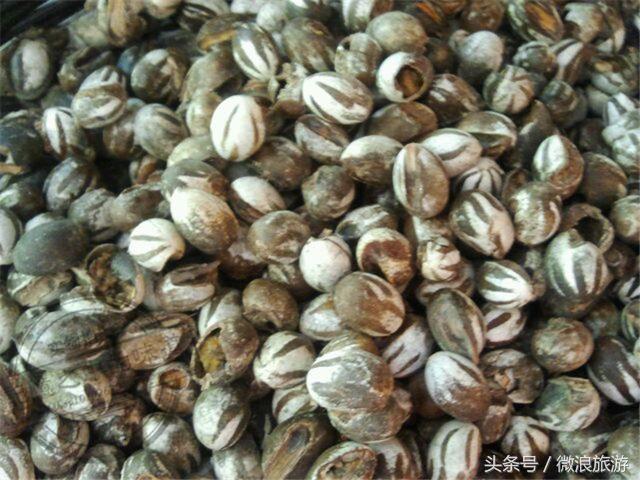 让人无法接受的美食虫子,奇葩昆虫美食