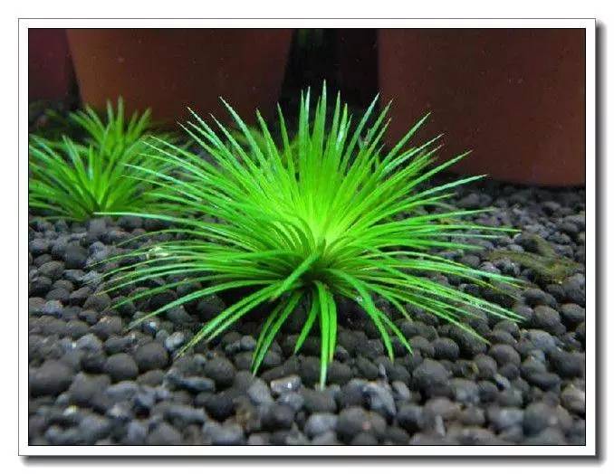 鱼缸水草种植新手入门教程,水族养殖小技巧