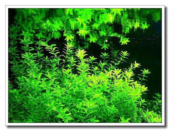 鱼缸水草种植新手入门教程,水族养殖小技巧