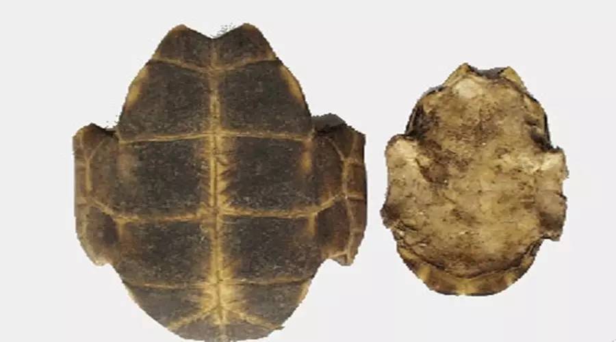 龟板的正确炮制方法,中药龟上壳和龟板的区别