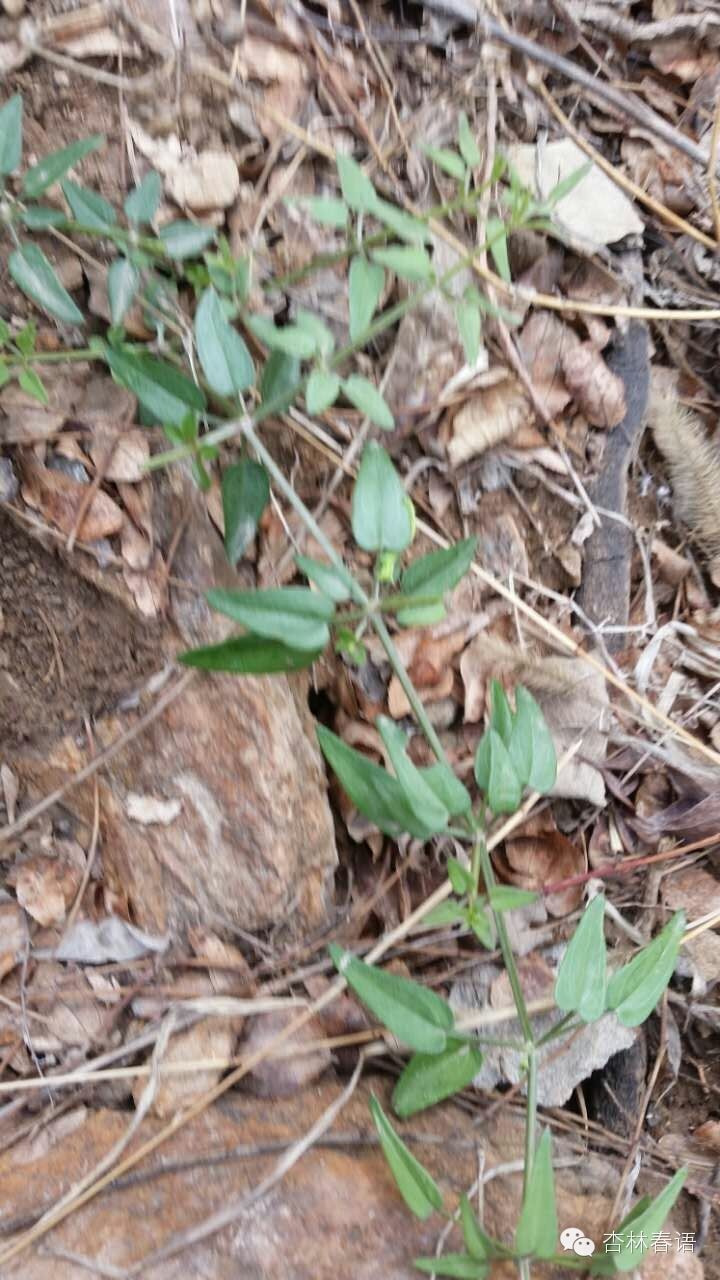 石家庄市中医院慧眼识草药第二季——周日再次进西山啦!